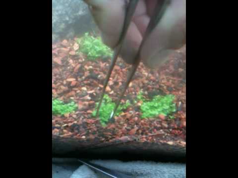 how to grow hc cuba submerged