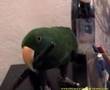 Funny eclectus...