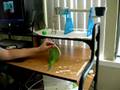 videos de Trick trained parrot goes through a hoop
