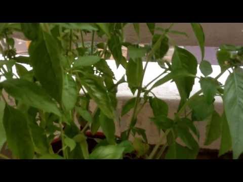 how to harvest sweet basil