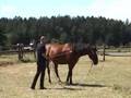 Parelli Natural Horsemanship Level 1, part 1