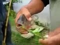 Piranha