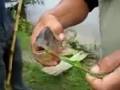 Piranha