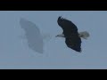 bald eagle sighting 2-16-08