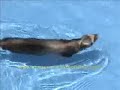 HURONCITA SIDNY NADANDO. swiming ferret HURONCITA SIDNY NADANDO. swiming ferret