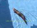 HURONCITA SIDNY NADANDO. swiming ferret