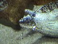 sea world orlando aquarium