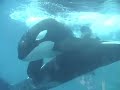 Sea World Orlando Aquarium