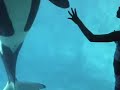 sea world orlando aquarium