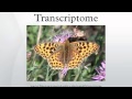 Video for transcriptome