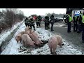 Op de A67 van Venlo naar Antwerpen ter hoogte van Geldrop is dinsdagmorgen om 8.45 uur een vrachtwagen met een lading varkens gekanteld. Verschillende varkens liepen over de snelweg. Voor meer info: tiny.cc