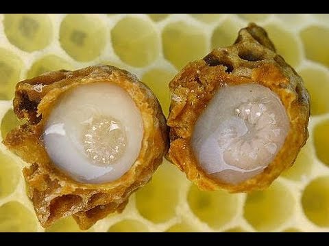 Tout savoir sur la Gelée Royale (100% Mag)