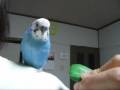 videos de インコのハッピー、１・２・３、入る