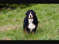 Bernese