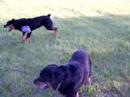 In memory of our rott In memory of our rott