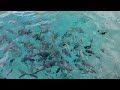 Hungry Tropical Fish