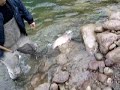 Steelhead fishing on the Zymoetz (Copper) River