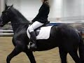 Royal horse show Friesian