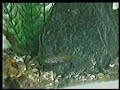 KILLIFISH