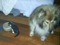videos de Happy Animals