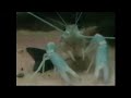 langosta azul - Cherax quadricarinatus