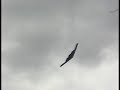 air show millitary expo 2008 mcchord afb usa