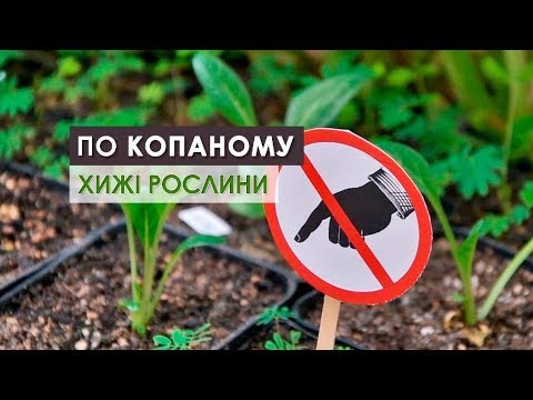 Хижі рослини в Україні