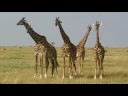 Safari animals of Kenya