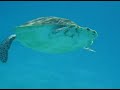 Snorkeling in the Red Sea