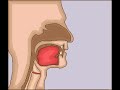The Human Voice System
