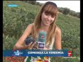 CLM en vivo Directo Vendimia 2010