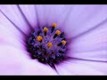 Antonio Vivaldi: In exitu Israel [Psalm 113] for 4 voices chorus, strings & b.c. in C major (RV 604)