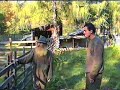 sierociniec dla sarenek
