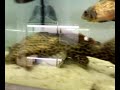 plecostomus di 25 cm