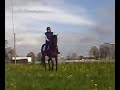 Dressage training 080430-1