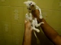 primeiro banho.MPG