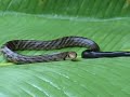 Little snake attacks