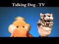 TDTV - talking dog tv