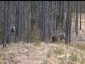 videos de mother and baby moose in the forest