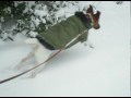 Smooth Fox Terriers, like many breeds, require a dose of snow as part of their annual maintenance. Thanks for watching!