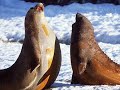 Pure - Nature     ( Antartica )