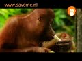 Monkey Business Monkey Business