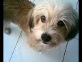 Lhasa apso ( HINATA )
