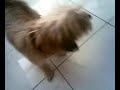 Lhasa apso ( HINATA )
