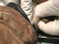 Squirrel abscess