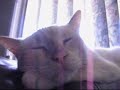 Mr. Pickles: The Cat Who Can't Wake Up