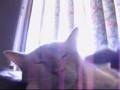 Mr. Pickles: The Cat Who Can't Wake Up