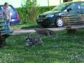 Pimpek - szalony jamnik Pimpek - szalony jamnik