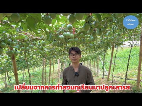 ปลูกเสาวรสสายน้ำผึ้ง ทำอย่างไรให้ติดลูกดก ที่ไร่เสาวรสเขาแผงม้า นครราชสีมา