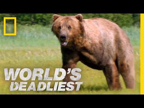 World's Deadliest - Grizzly Bear Attacks Prey